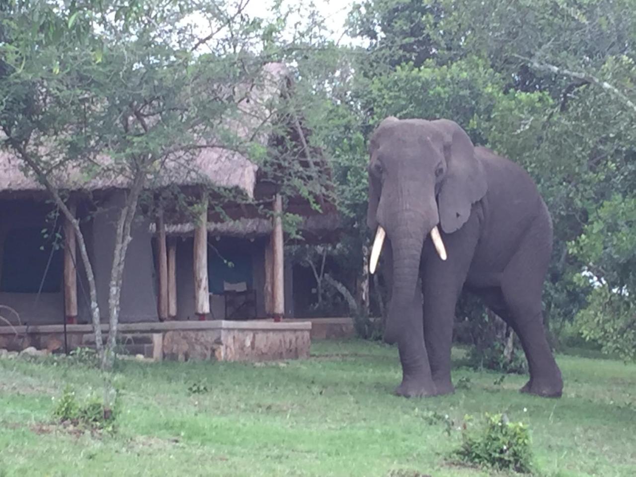 Queen Elizabeth Bush Lodge By Nature Lodges Ltd Katunguru Dış mekan fotoğraf